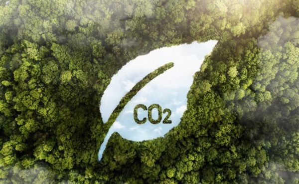 Créditos de carbono entram na mira da Justiça e pressionam empresas por governança